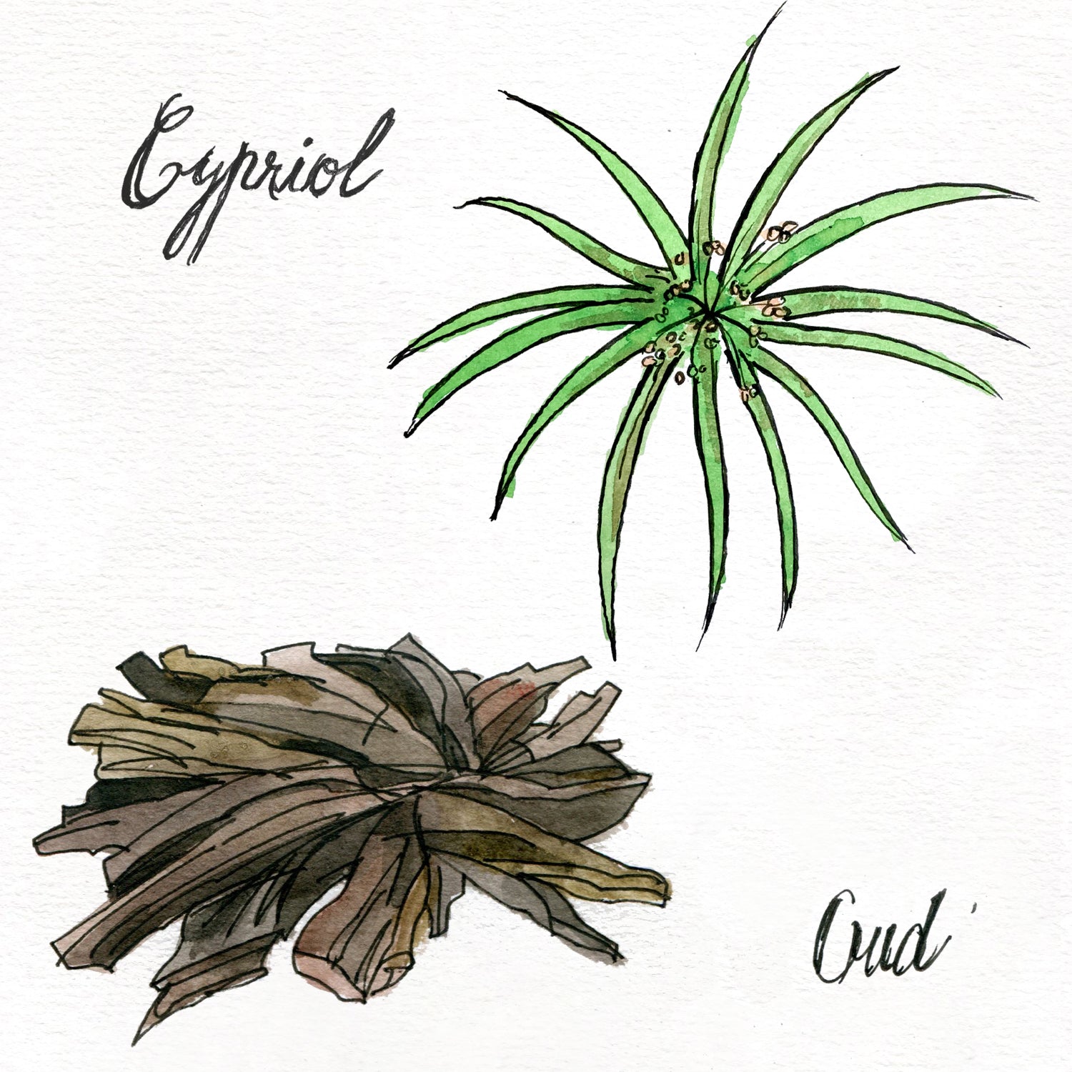 Indian Leather - OldFocus