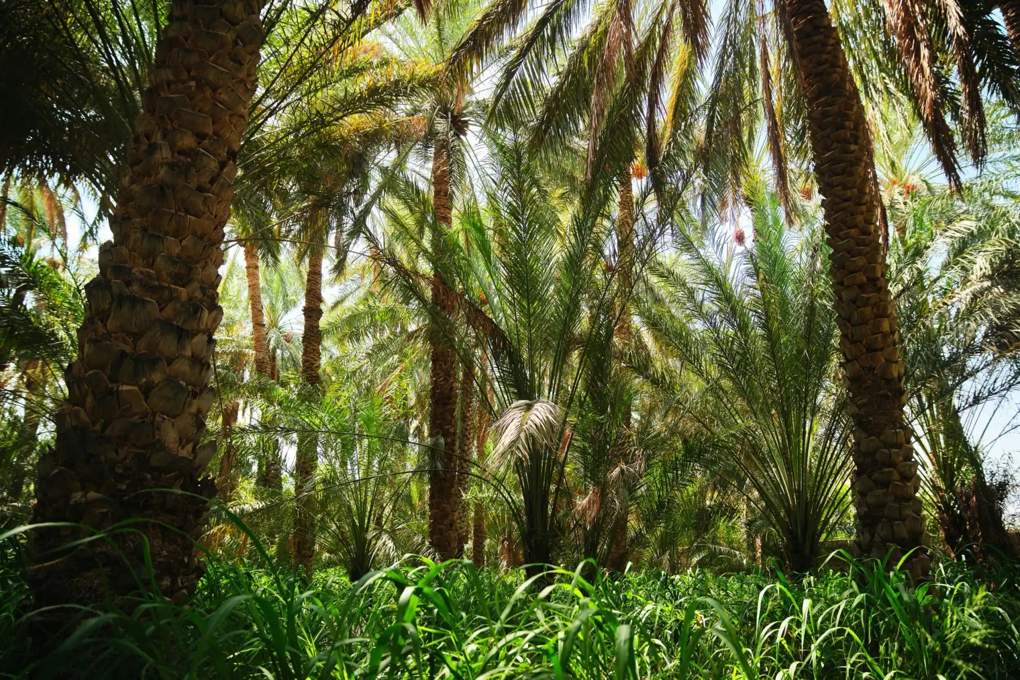 A dense grove of date palm trees with lush green undergrowth.