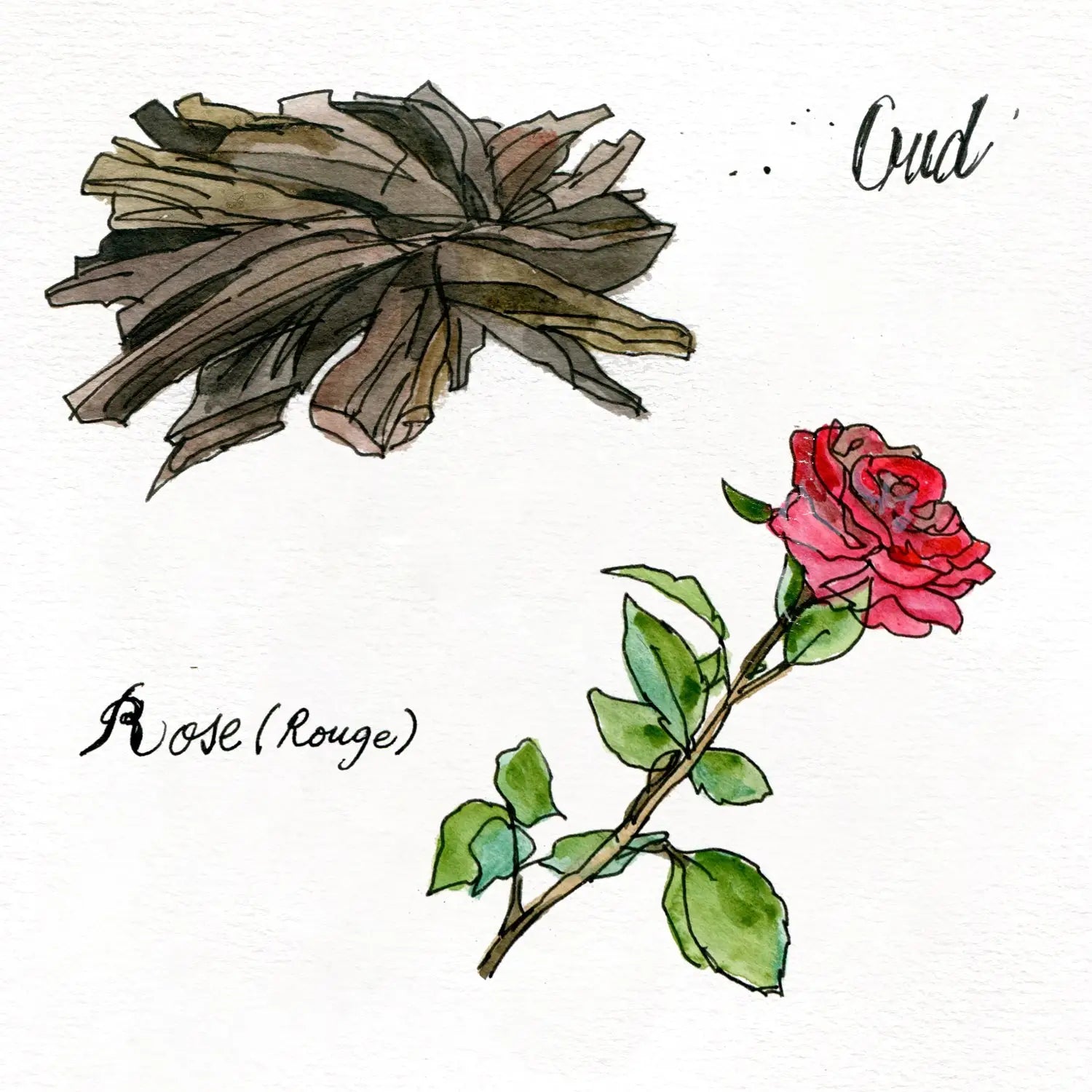 Argentina - OldFocus