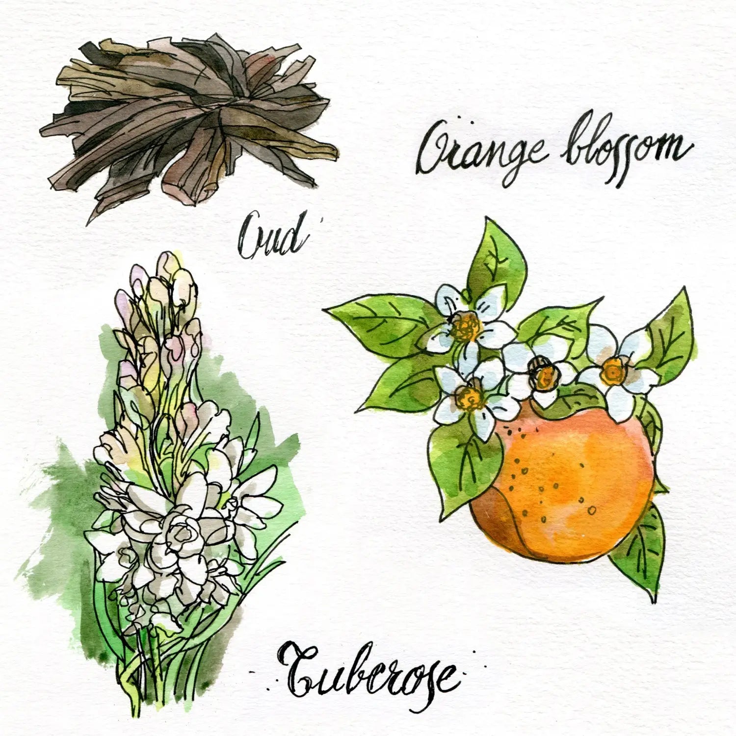 Marfa Oud - OldFocus